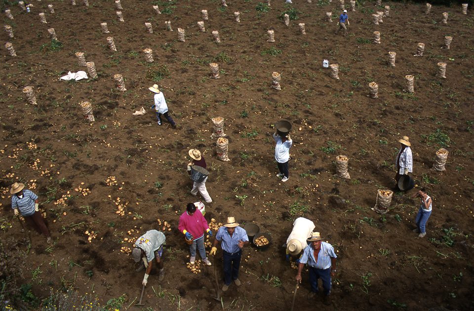 Los Realejos ofrece semillas y frutales para agricultores en desempleo del municipio