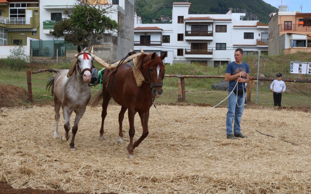 Los Realejos celebra este sábado su Feria de Ganado acompañada de gastronomía local