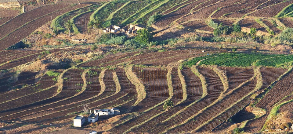 Los Realejos subvenciona la incorporación de mejoras en sistemas de riego en explotaciones agrarias