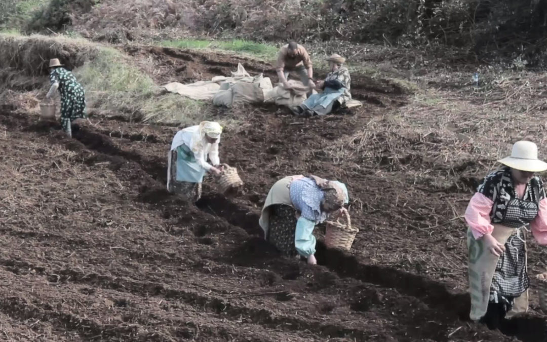 ‘El ciclo de la papa bonita’ estrena una serie documental de los productos con Sello Gastronómico de Los Realejos