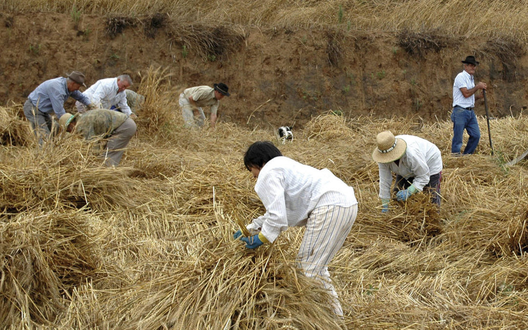 Una nueva ‘Ruta con huella’ este sábado dará a conocer las tradiciones realejeras de Icod el Alto