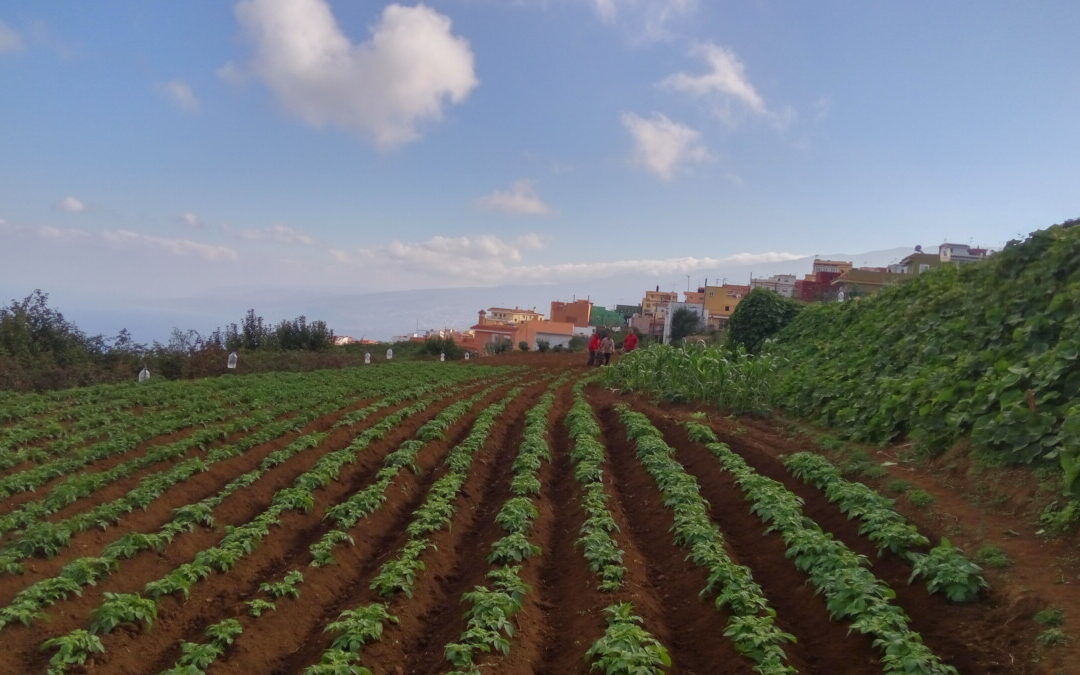 Los Realejos potencia su ‘Banco de tierras’ para la recuperación del cultivo en parcelas abandonadas