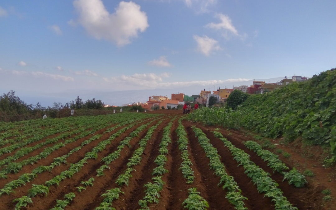 Los Realejos subvenciona proyectos innovadores y con medidas por la sostenibilidad en agricultura y ganadería