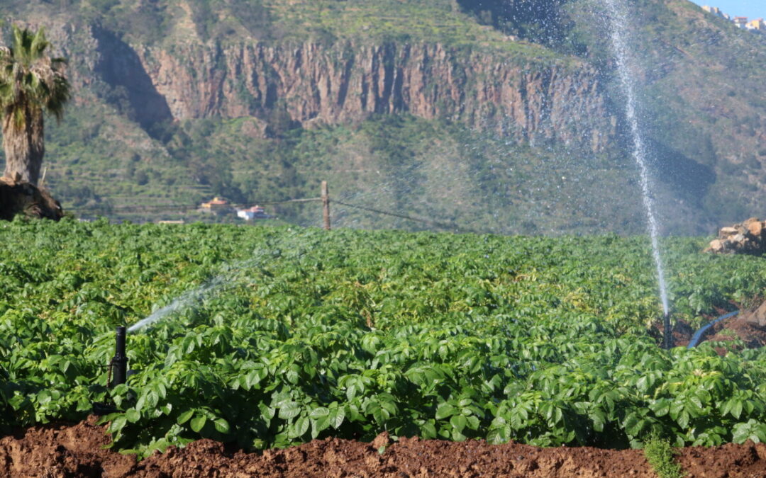 Los Realejos ofrece semillas y frutales para agricultores del municipio en situación de desempleo