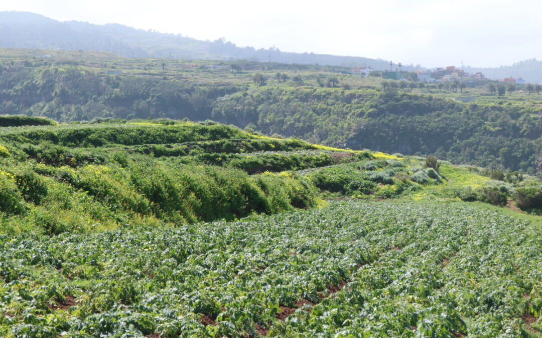 Los Realejos subvenciona proyectos innovadores, de sostenibilidad y eficiencia en agricultura y ganadería