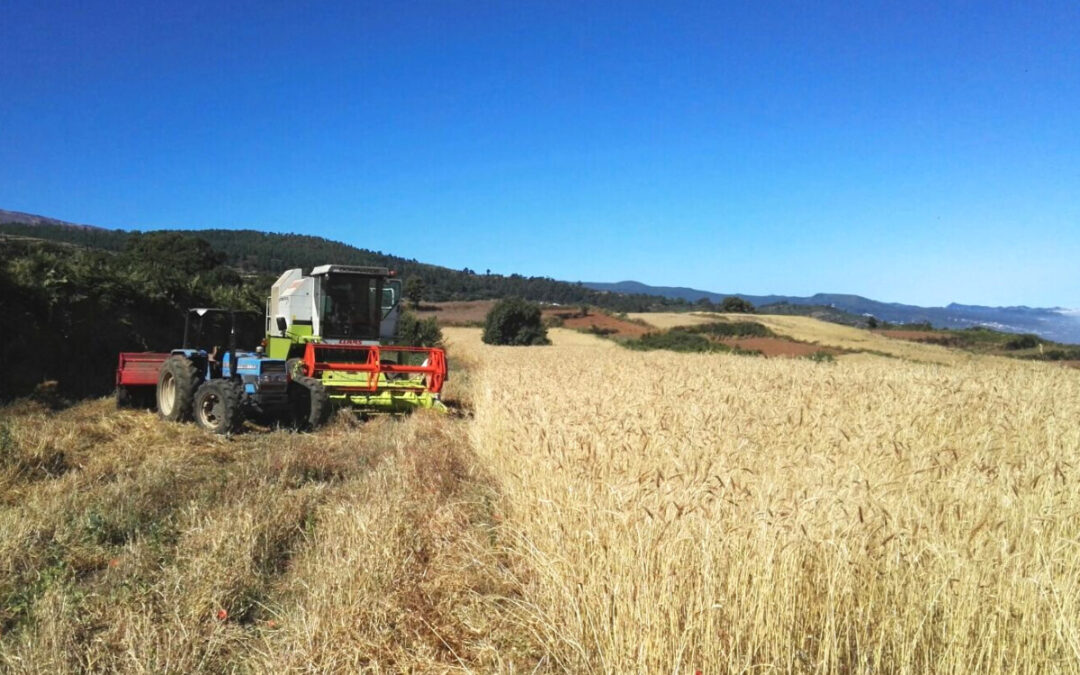 Los Realejos subvenciona con 5.000 euros a ACETE para la recolección del cereal entre productores del municipio