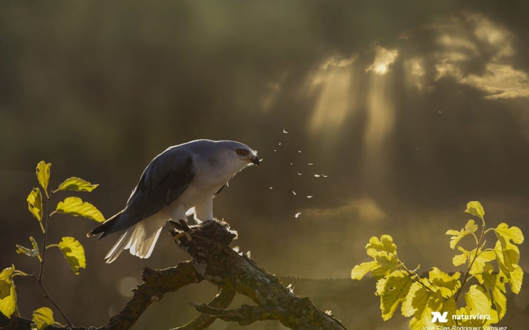 Fotógrafos españoles copan los premios del Concurso Internacional NaturViera 2021 de Los Realejos