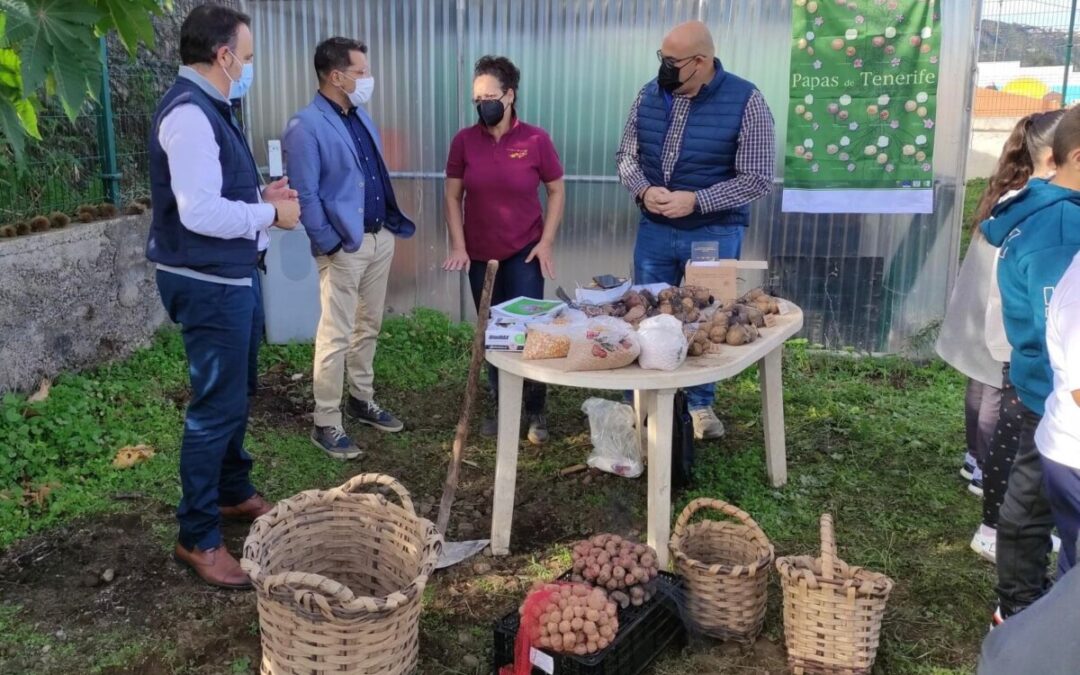 Ayuntamiento y Asociación La Papa Bonita acercan este cultivo a los colegios de Los Realejos