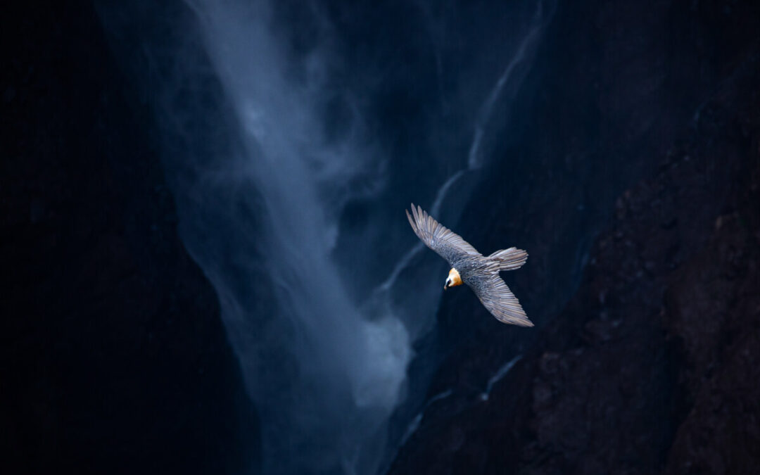 Pere Soler gana el concurso fotográfico ‘NaturViera 2022’ con una icónica imagen del quebrantahuesos