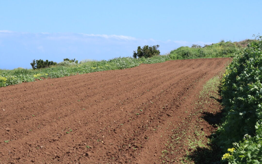 Los Realejos amplía al 16 de junio la solicitud de ayudas a personas en desempleo para recuperar terrenos agrícolas