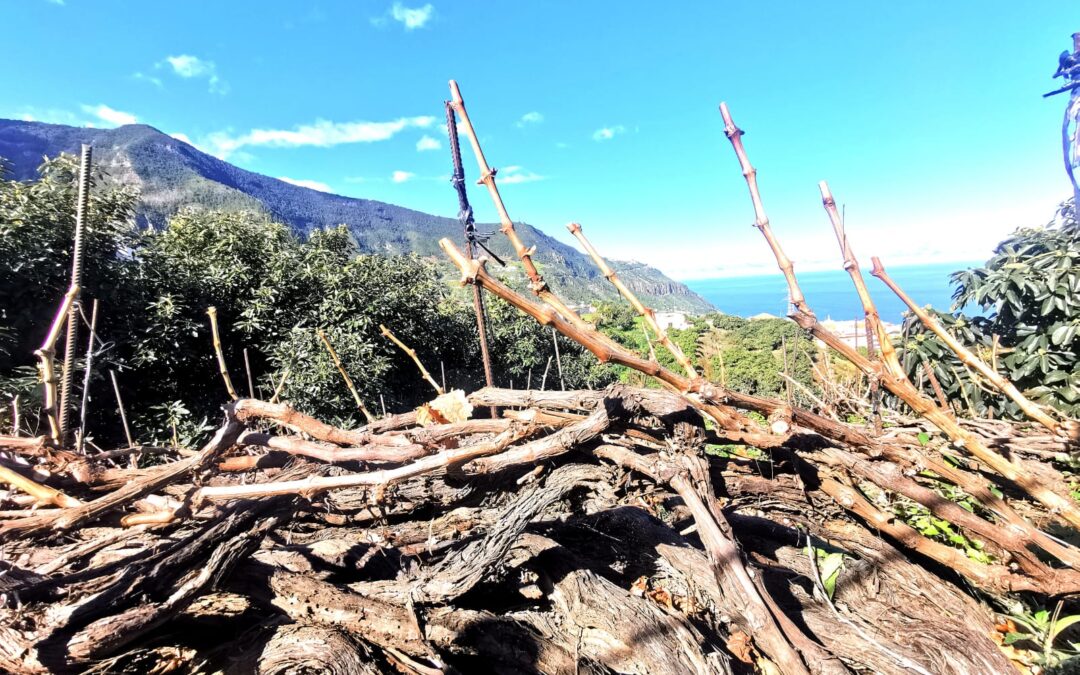 Nueva ruta ‘Trenzando el cordón’ por los paisajes del vino el próximo 30 de septiembre
